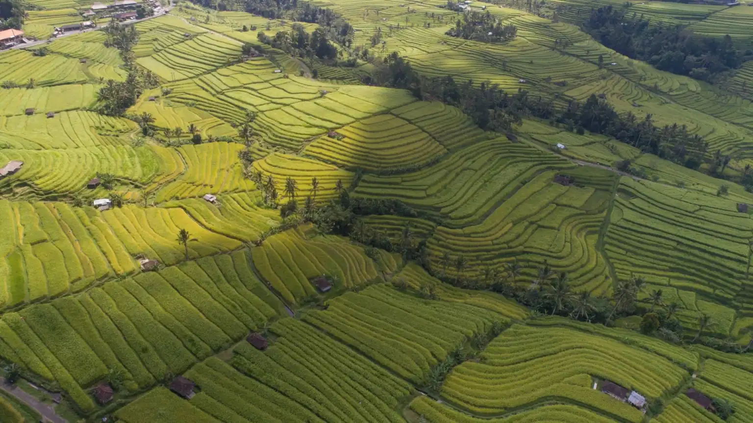 jatiluwih rice field from above unique places in bali